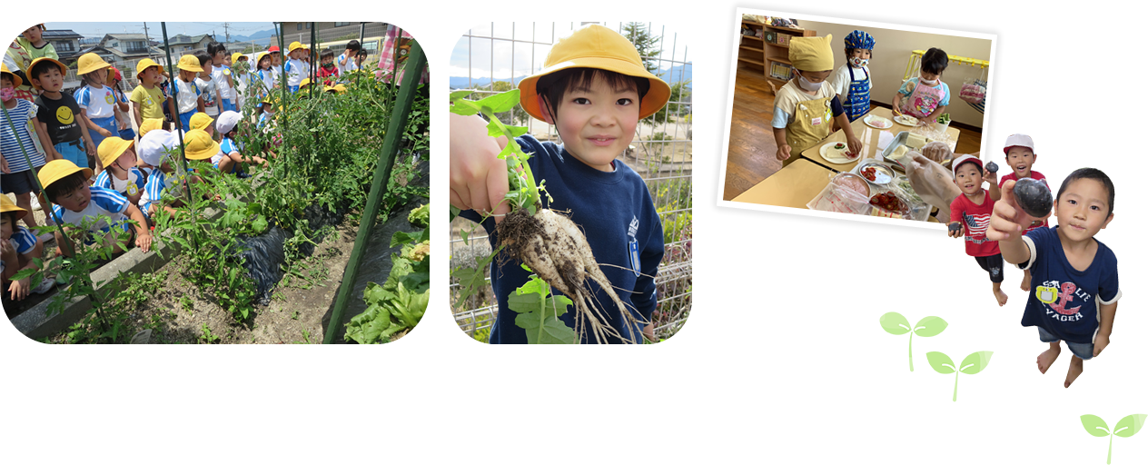 野菜の収穫をする園児の写真